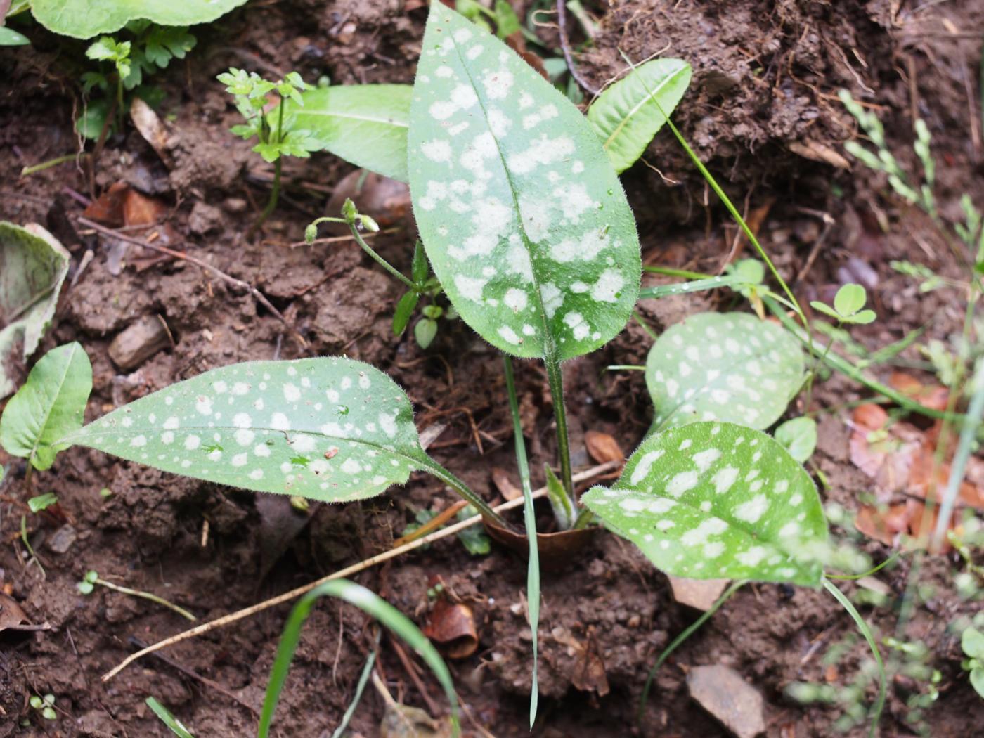 Lungwort, [Refined] leaf